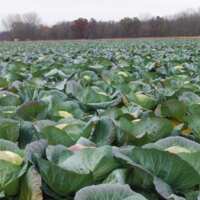 Cabbage field.jpeg